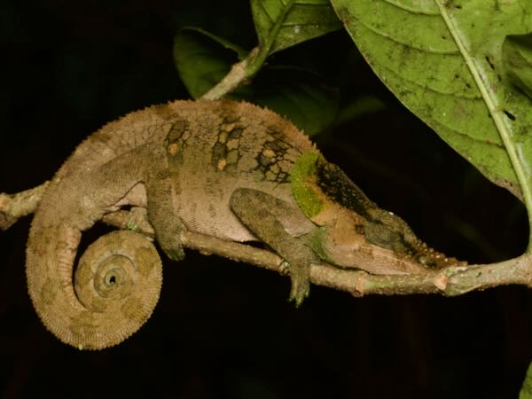 Malthe’s Green-eared Chameleon (Calumma malthe)