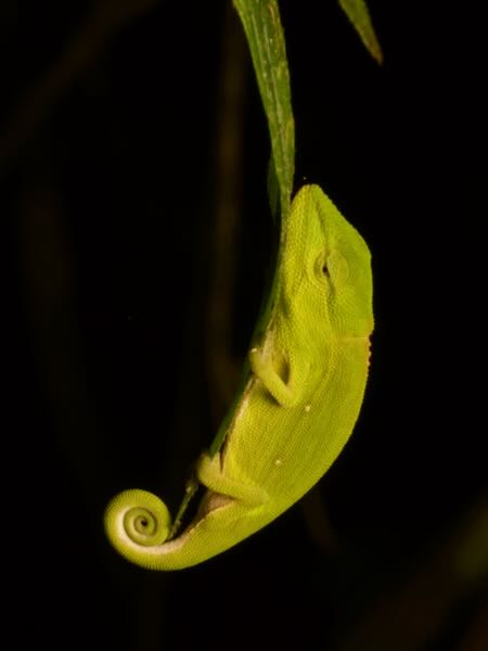 Perinet Chameleon (Calumma gastrotaenia)