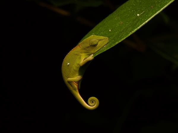 Perinet Chameleon (Calumma gastrotaenia)