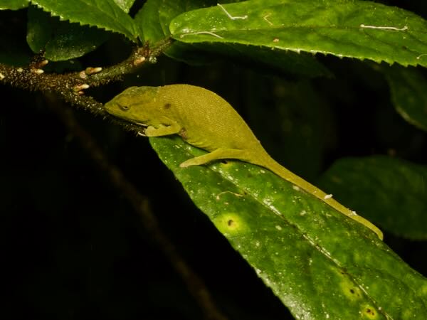 Glaw’s Chameleon (Calumma glawi)