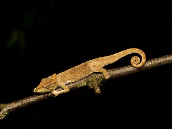 Deceptive Chameleon (Calumma fallax)