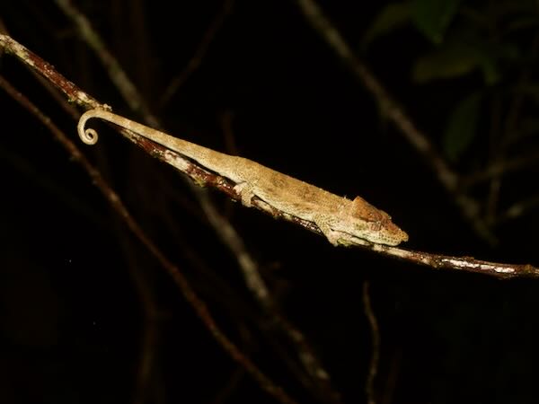 Deceptive Chameleon (Calumma fallax)