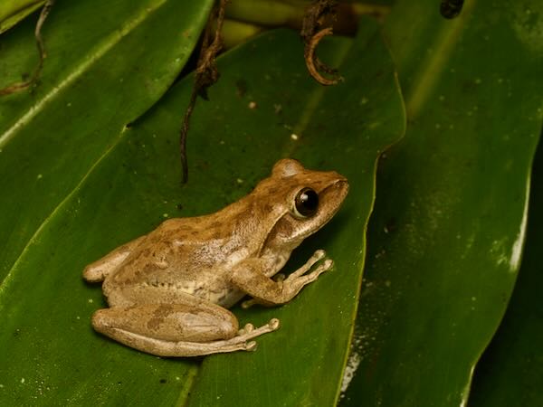 Dumeril’s Bright-eyed Frog (Boophis tephraeomystax)