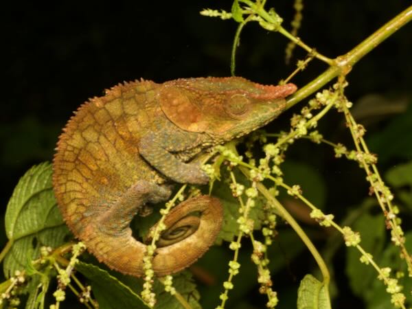 Cryptic Chameleon (Calumma crypticum)