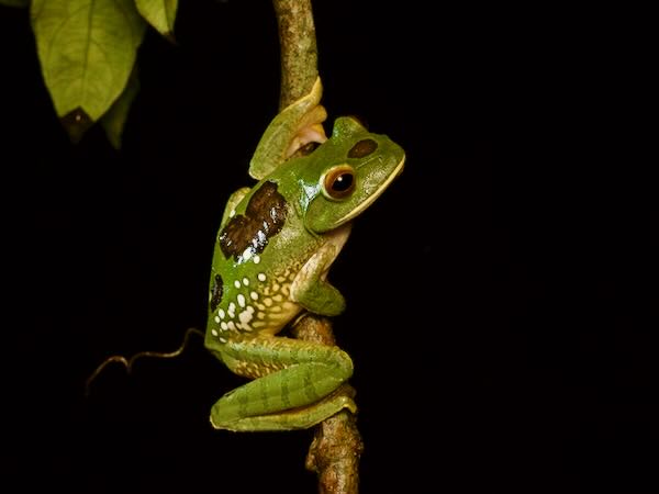 White-lipped Bright-eyed Frog (Boophis albilabris)