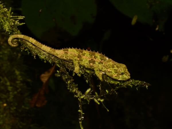 Cryptic Chameleon (Calumma crypticum)