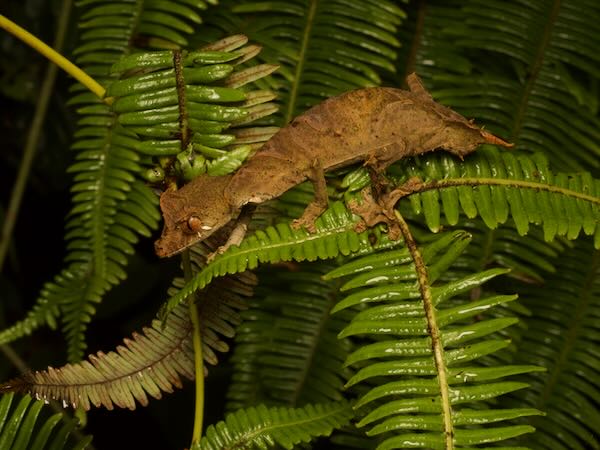 Satanic Leaf-tailed Gecko (Uroplatus phantasticus)