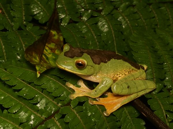 White-lipped Bright-eyed Frog (Boophis albilabris)