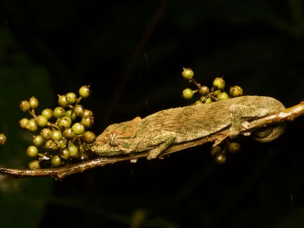 Deceptive Chameleon (Calumma fallax)