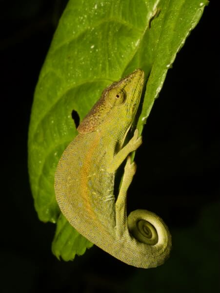 Glaw’s Chameleon (Calumma glawi)