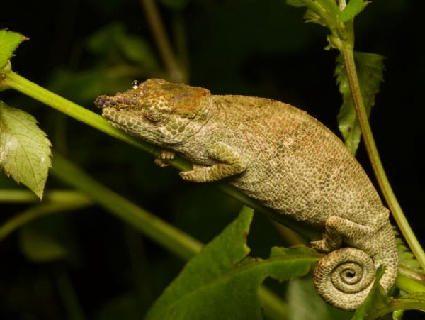 Deceptive Chameleon (Calumma fallax)