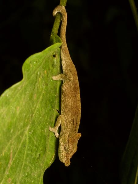 Deceptive Chameleon (Calumma fallax)