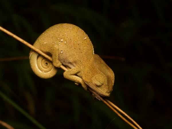 O’Shaugnessy’s Chameleon (Calumma oshaughnessyi)