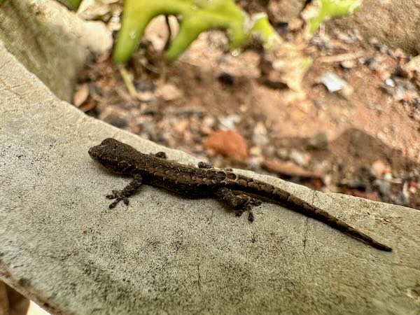 Robust Dwarf Gecko (Lygodactylus pictus)