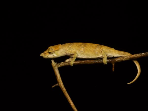 Ranomafana Nosed Chameleon (Calumma tjiasmantoi)