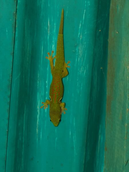 Peacock Day Gecko (Phelsuma quadriocellata quadriocellata)