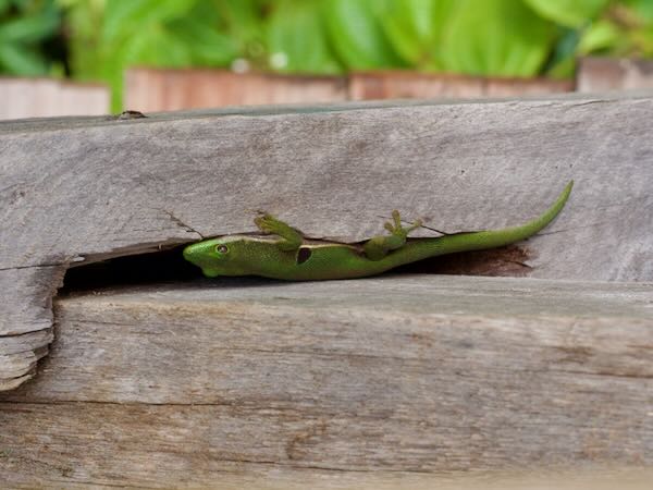 Peacock Day Gecko (Phelsuma quadriocellata quadriocellata)