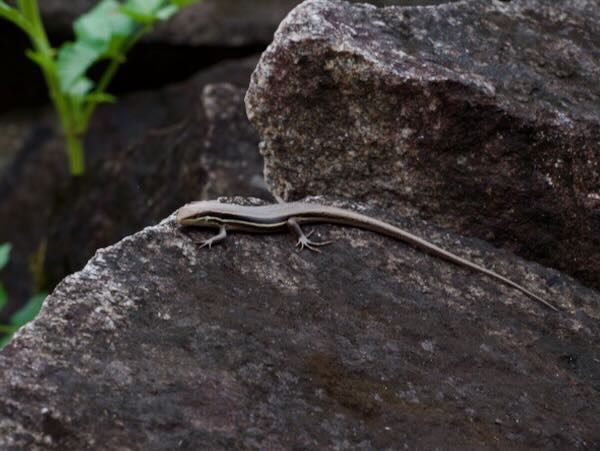 Gravenhorst’s Mabuya (Trachylepis gravenhorstii)