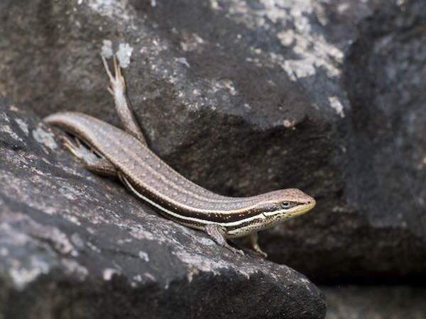 Gravenhorst’s Mabuya (Trachylepis gravenhorstii)