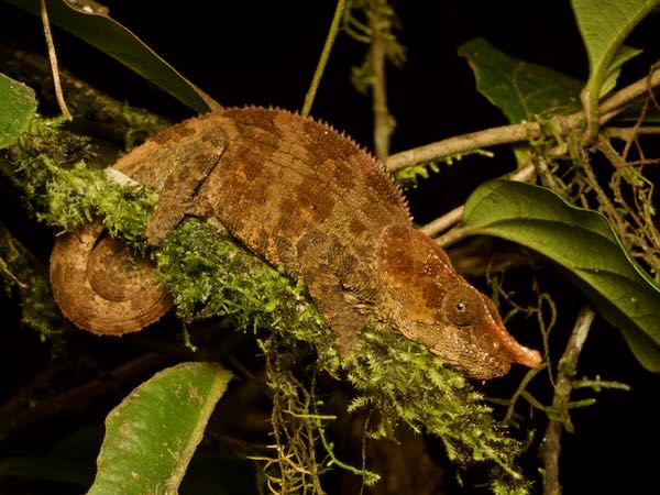 Cryptic Chameleon (Calumma crypticum)