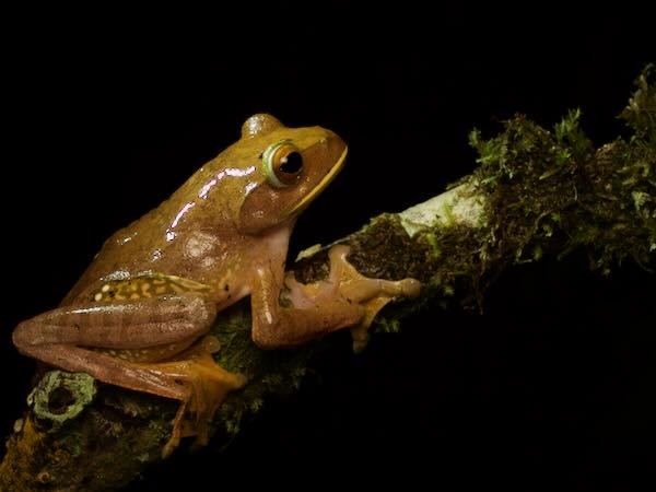 White-lipped Bright-eyed Frog (Boophis albilabris)