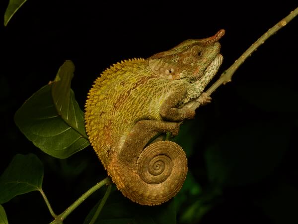 Cryptic Chameleon (Calumma crypticum)