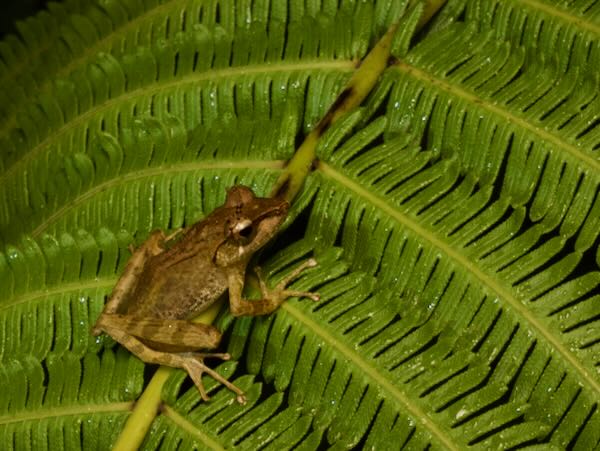 Tschenk’s Madagascar Frog (Gephyromantis tschenki)