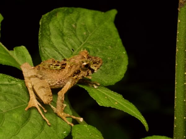 Ranomafana Grainy Frog (Gephyromantis ceratophrys)