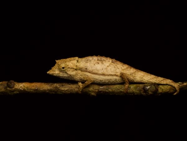 Elongate Leaf Chameleon (Palleon nasus)