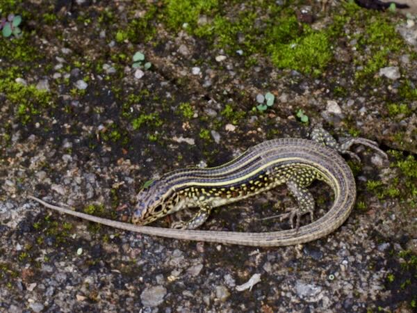 Ornate Girdled Lizard (Zonosaurus ornatus)