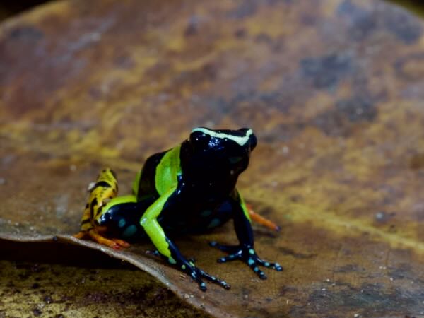 Baron’s Mantella (Mantella baroni)