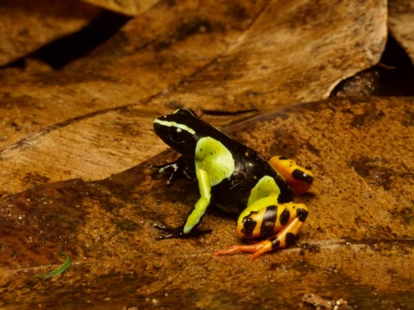 Baron’s Mantella (Mantella baroni)