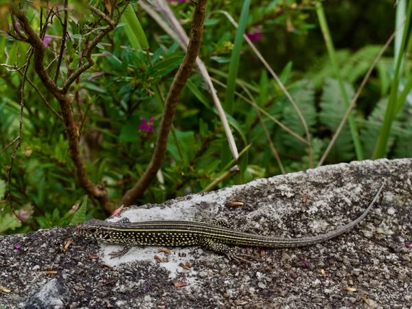 Ornate Girdled Lizard (Zonosaurus ornatus)