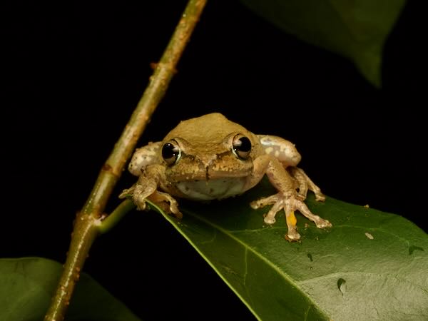 Dumeril’s Bright-eyed Frog (Boophis tephraeomystax)