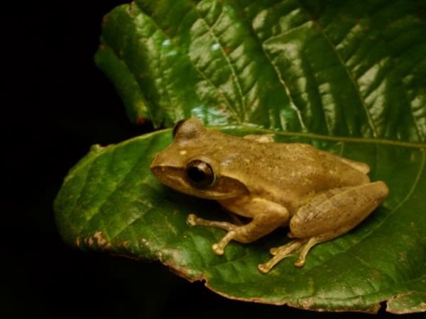 Dumeril’s Bright-eyed Frog (Boophis tephraeomystax)