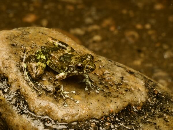 Dumeril’s Madagascar Frog (Mantidactylus lugubris)