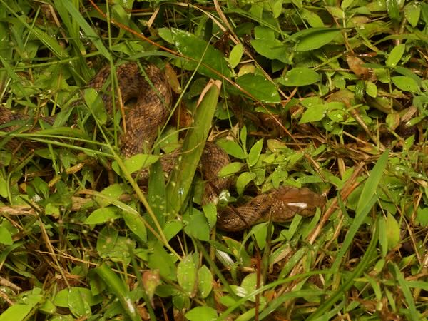 Malagasy Cat-eyed Snake (Madagascarophis colubrinus)