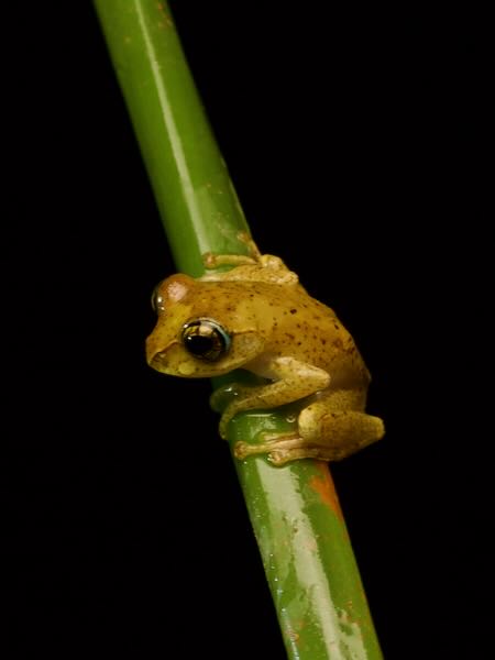 Ambohimitombo Bright-eyed Frog (Boophis majori)