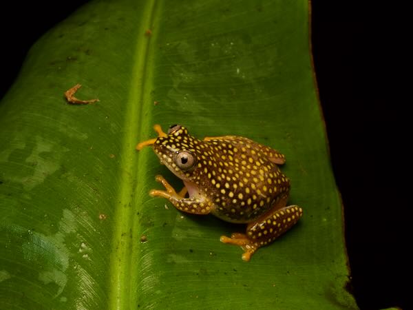 Starry Night Frog (Heterixalus alboguttatus)