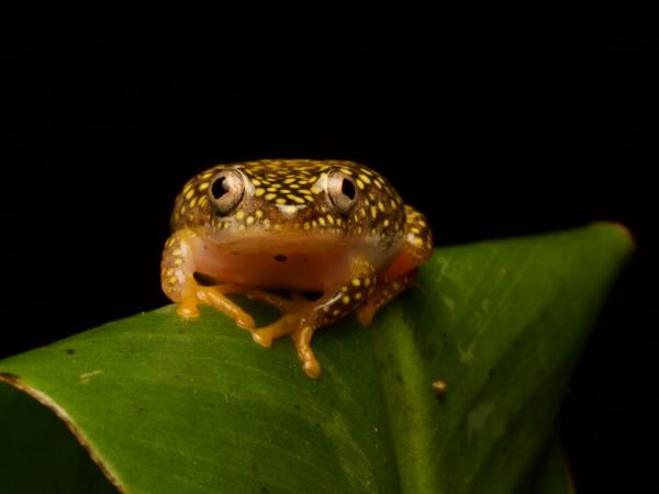 Starry Night Frog (Heterixalus alboguttatus)