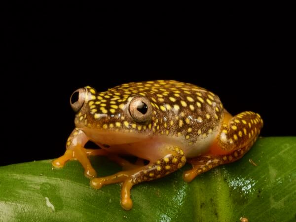 Starry Night Frog (Heterixalus alboguttatus)