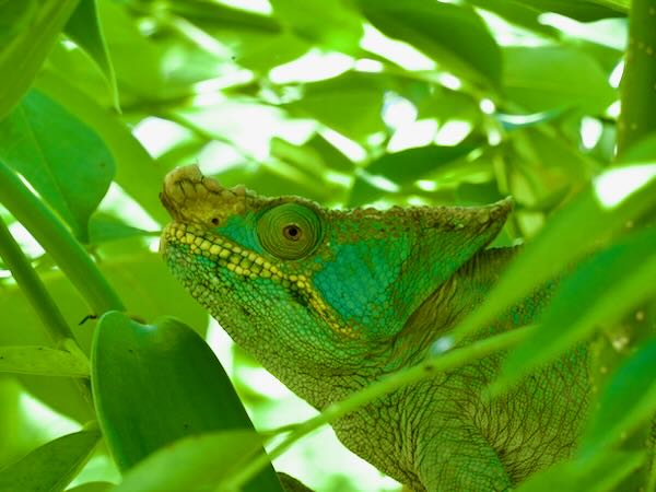 Parson’s Chameleon (Calumma parsonii parsonii)