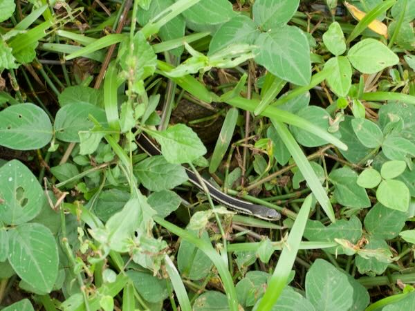 Lateral Water Snake (Thamnosophis lateralis)