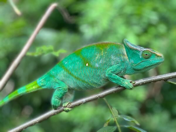 Parson’s Chameleon (Calumma parsonii parsonii)