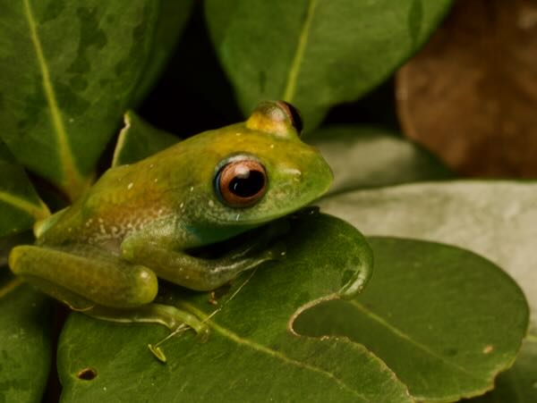 Elena’s Bright-eyed Frog (Boophis elenae)