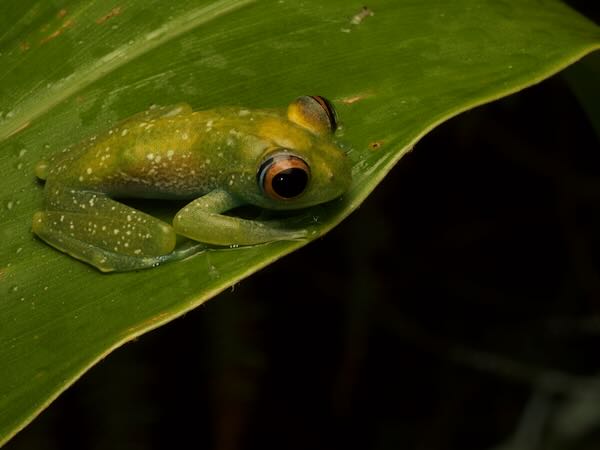 Elena’s Bright-eyed Frog (Boophis elenae)