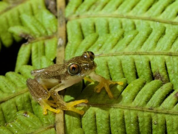 Betsileo Reed Frog (Heterixalus betsileo)