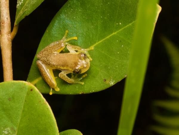 Betsileo Reed Frog (Heterixalus betsileo)