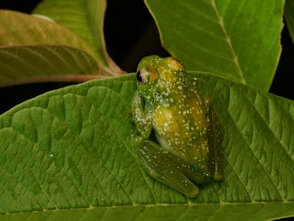 no known English name (Boophis sandrae)