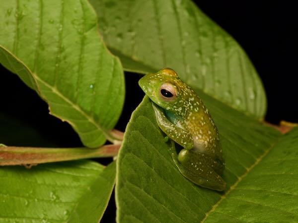 no known English name (Boophis sandrae)